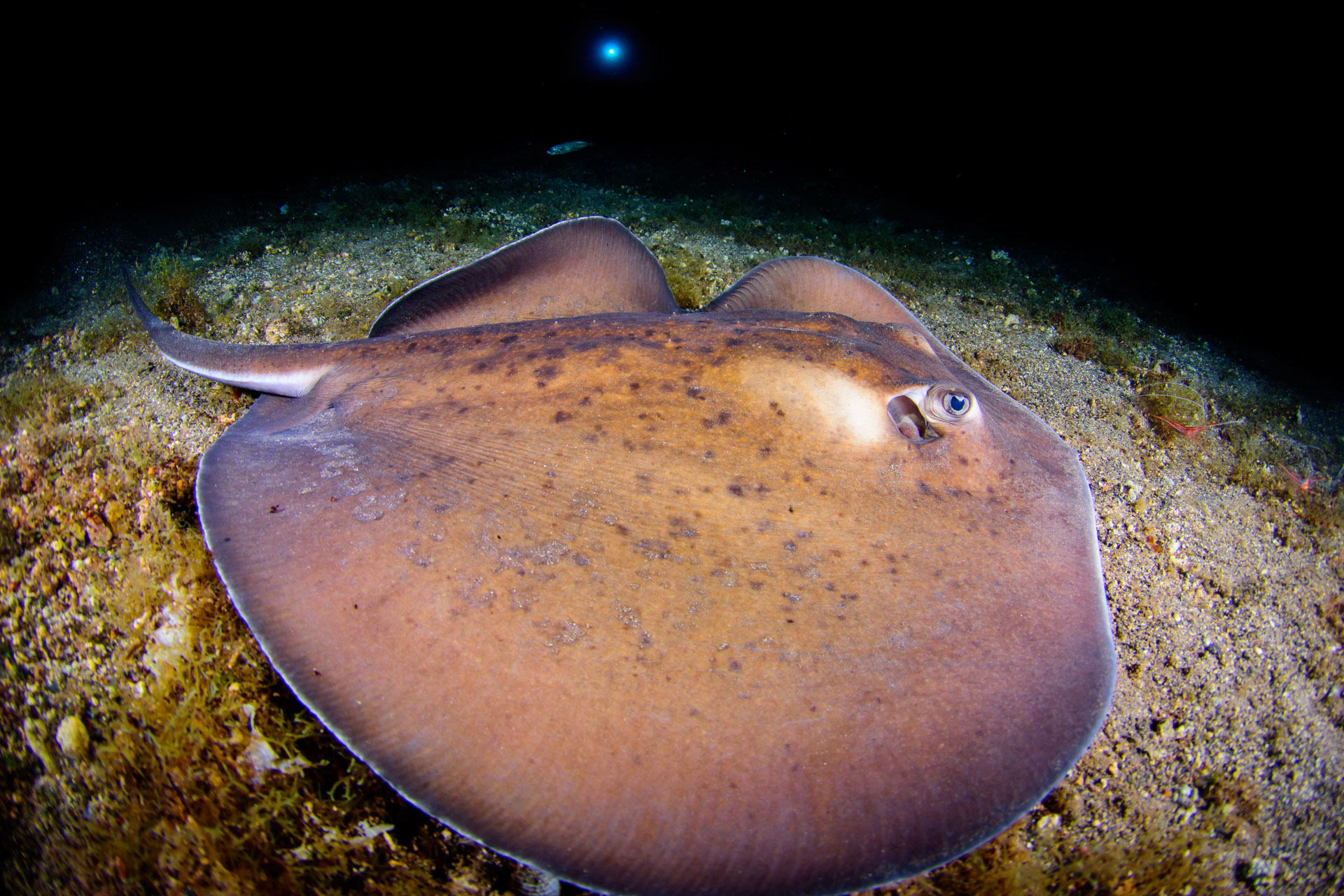 Inmersión de buceo nocturna en Radazul