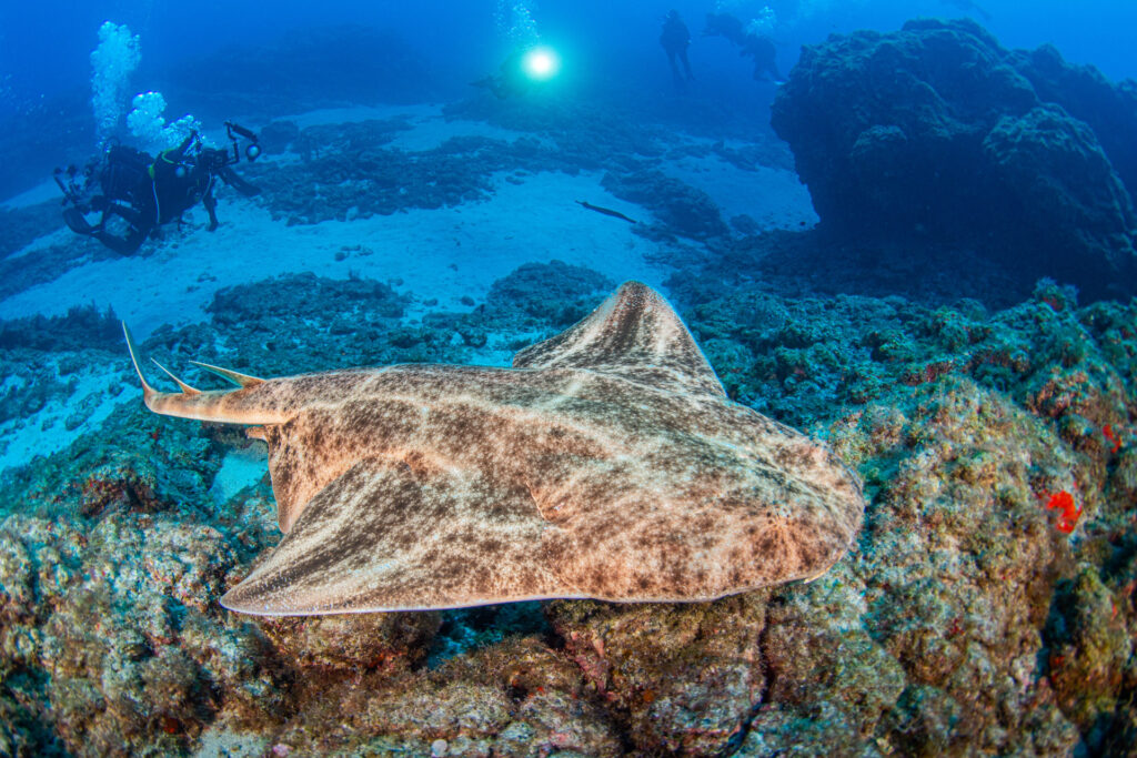 tiburon angelote en el Palm Mar Tenerife