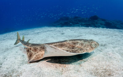 ¿Es peligroso el tiburón angelote?