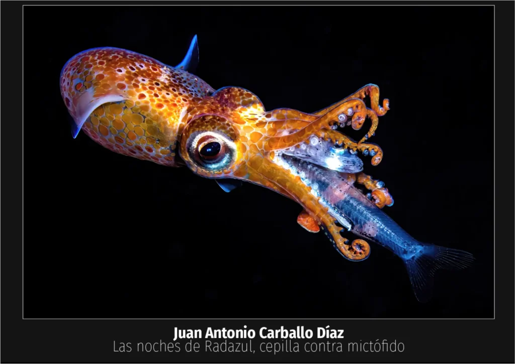 calamar común cazando en Radazul tenerife
